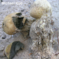 Scleroderma septentrionale
