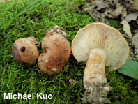 Tricholoma brunneoluteum