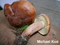 Tricholoma brunneoluteum