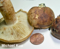 Tricholoma brunneoluteum
