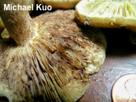 Tricholoma brunneoluteum