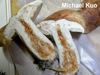 Tricholoma brunneoluteum