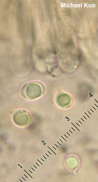Tricholoma brunneoluteum