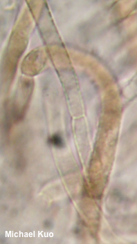 Tricholoma brunneoluteum
