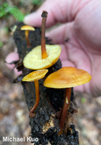 Xeromphalina tenuipes