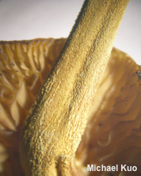 Xeromphalina tenuipes