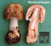 Agaricus haemorrhoidarius