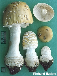 Amanita velatipes