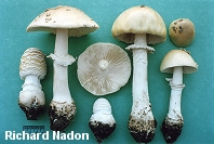 Amanita velatipes