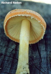 Amanita wellsii