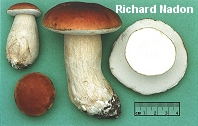 Boletus cf. edulis