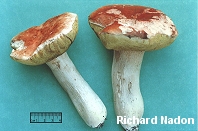 Boletus cf. edulis