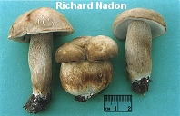 Boletus variipes