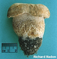 Boletus variipes