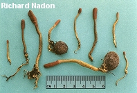 Cordyceps ophioglossoides