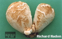 Entoloma abortivum