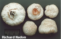 Entoloma abortivum