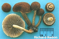 Flammulaster erinaceella