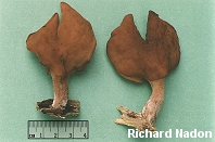 Gyromitra infula