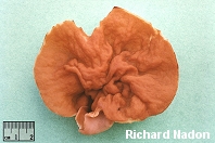 Gyromitra perlata