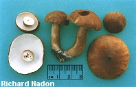 Gyroporus castaneus