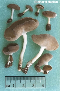 Helvella culpiformis