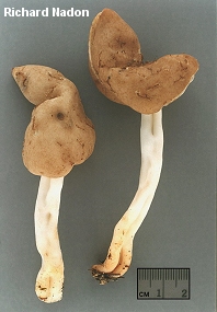 Helvella elastica