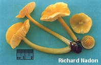 Hygrocybe flavescens