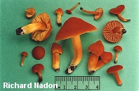 Hygrocybe punicea