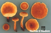 Hygrophoropsis aurantiaca