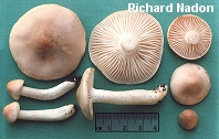 Hygrophorus pudorinus