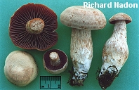 Laccaria ochropurpurea