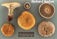 Lactarius chelidonium