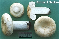 Lactarius deceptivus