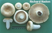 Lactarius deceptivus