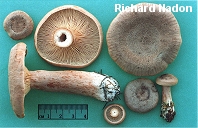 Lactarius helvus