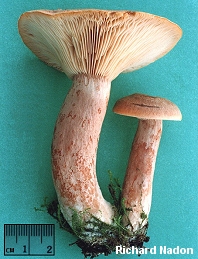 Lactarius helvus