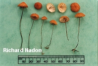 Marasmius siccus