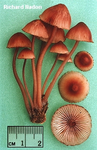 Mycena haematopus