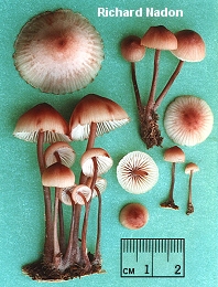 Mycena haematopus