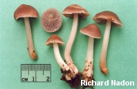 Mycena pura