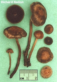 Panaeolus sp.