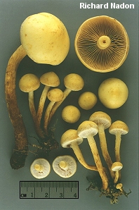 Pholiota alnicola