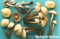 Pholiota alnicola