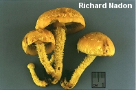 Pholiota flammans