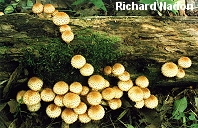 Pholiota squarrosoides