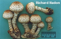 Pholiota squarrosoides