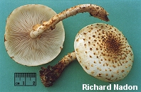 Pholiota squarrosoides