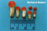 Pluteus aurantiorugosus