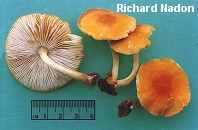 Pluteus aurantiorugosus